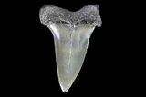 Fossil Mako Shark Tooth - Georgia #75228-1